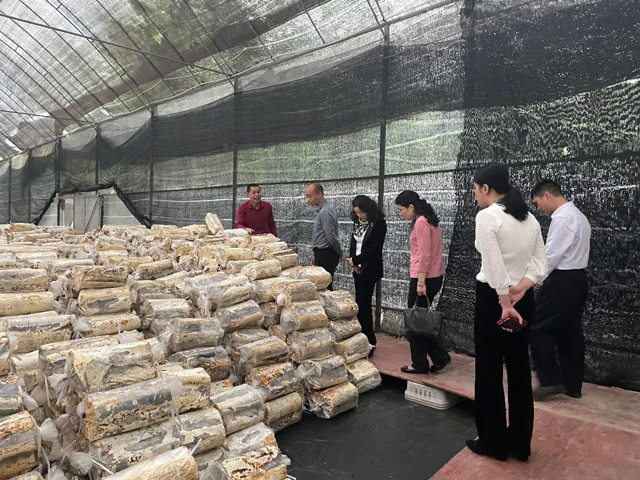 黄色网站